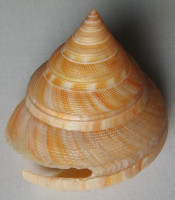 Perotrochus vicdani  Kosuge, 1980
